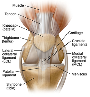 Front view of knee joint.